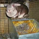 Kotiste pre samice zajace kraliky (HLINA)