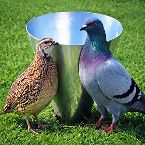 Odkrvovací lievik na prepelice – porážací lievik